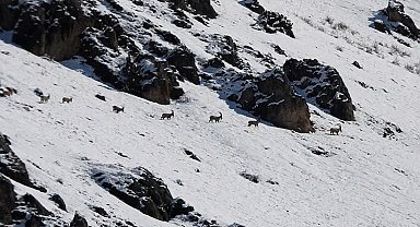 Munzur Dağları'nda yaban keçileri karlı zirvelerde görüntülendi