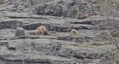 Munzur Vadisi'nde anne ayı ve yavruları görüntülendi