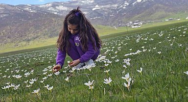 Muş Ovası çiğdemlerle renklendi