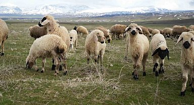 Muş Ovası kuzu sesleriyle şenlendi