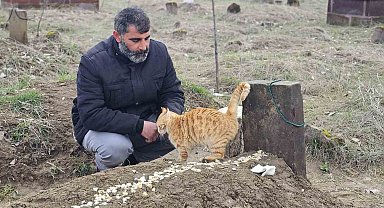 Muş'ta 9 gün önce öldürülen adamın kedileri mezarının başından ayrılmıyor