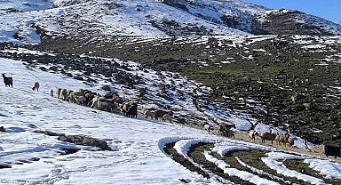Muş'ta besiciler baharı beklerken yeniden kışa geldi