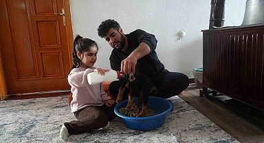 Muş'ta yeni doğan oğlaklara özenli bakım