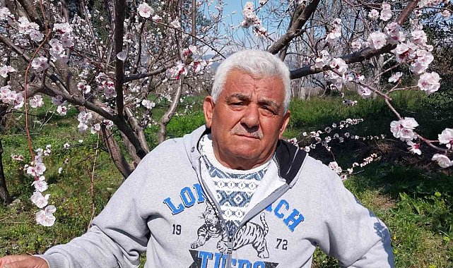 Mut'ta kayısı ağaçları adeta gelinliğe büründü