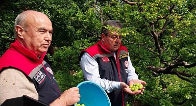 Mut'ta örtü altı erik hasadı başladı