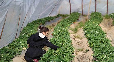 Narenciyeden umduğunu bulamayan üretici çileğe yöneldi