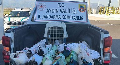 Nazilli'de tavus kuşu operasyonu
