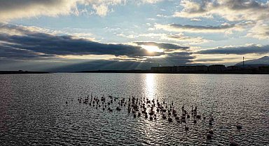 Niğde'deki Akkaya Barajı'nda flamingo şöleni başladı