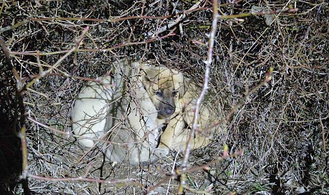 Ölüme terk edilmiş köpek yavrularına sahip çıktı
