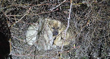 Ölüme terk edilmiş köpek yavrularına sahip çıktı