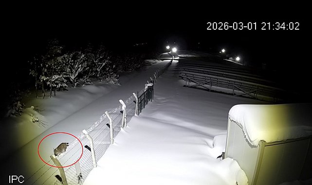 Ordu'da nesli tükenmekte olan vaşak görüntülendi