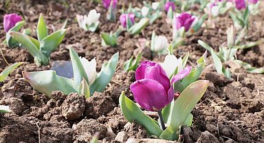 Osmangazi'nin her bir noktası çiçek açtı