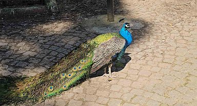 Otobüs bagajından hayvanat bahçesine