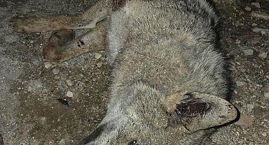 Otomobilin çarptığı kurt telef oldu