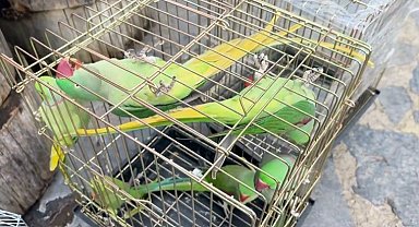 Petshop denetiminde 39 papağana el konuldu