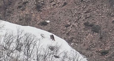 Pülümür Vadisi'nde oyun oynayan ayılar görüntülendi
