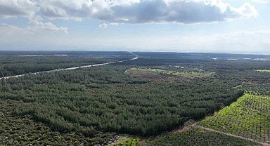 "81 İlde 81 Orman" projesi ilkbahar dikimleriyle devam ediyor