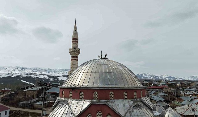 "Baharın habercisi" leylekler Muş Ovası'na gelmeye başladı