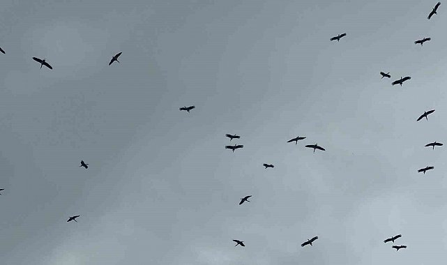 "Bolluk" müjdecisi leylek sürüsü Bursa semalarında görüldü