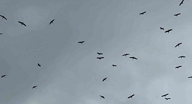 "Bolluk" müjdecisi leylek sürüsü Bursa semalarında görüldü