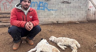 "Kuzu Septisemisi" yeni doğan kuzuları telef ediyor