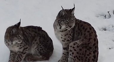 "Ormanın hayaleti" vaşak ailesi Refahiye'de havadan görüntülendi