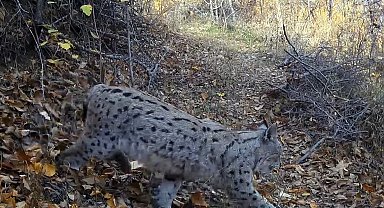 "Ormanın Hayaleti" vaşak güvenlik kamerasına yansıdı