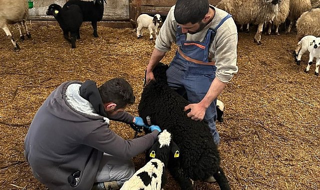 Refahiye'de hayvan sağlığı için sahadalar