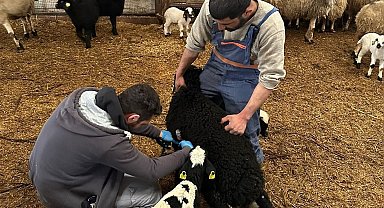 Refahiye'de hayvan sağlığı için sahadalar