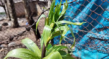 Sadece 20 günlük ömrü var: Bu çiçeği koparmanın cezası 700 bin lira