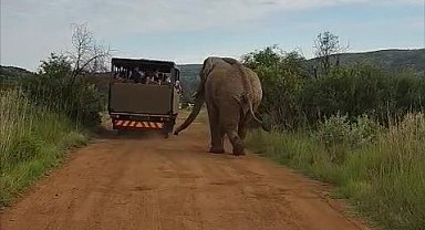 Safari turunda Türk turistleri fil kovaladı
