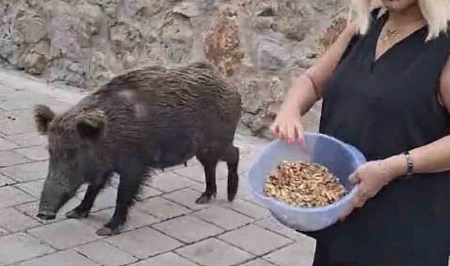 Safiye Soyman kapısına gelen domuzu elleriyle besledi