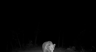 Safranbolu'da boz ayı fotokapanla görüntülendi
