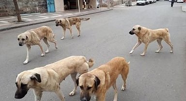 Sahipli hayvanını terk edene 108 bin TL ceza