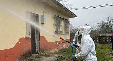 Samsun'da kokarca zararlısına karşı mücadele sürüyor