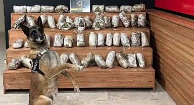 Şanlıurfa'da 17 kilo 550 gram skunk ele geçirildi