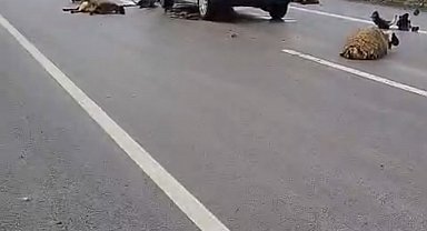 Şanlıurfa'da araç koyun sürüsüne çarptı: 10 koyun telef oldu