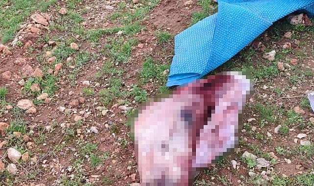 Şanlıurfa'da mide bulandıran görüntüler: Kesilmiş at kafası ve parçaları bulundu