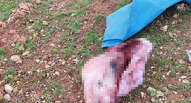 Şanlıurfa'da mide bulandıran görüntüler: Kesilmiş at kafası ve parçaları bulundu