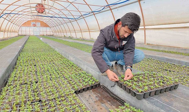 Şanlıurfa'da seralarda 400 bin yazlık çiçek üretiliyor