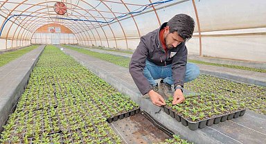 Şanlıurfa'da seralarda 400 bin yazlık çiçek üretiliyor