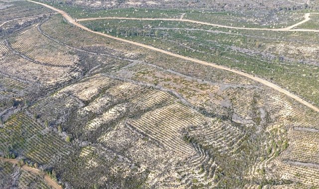 Sarıçam'da 1 milyon 200 bin fidan toprakla buluşturuldu