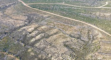 Sarıçam'da 1 milyon 200 bin fidan toprakla buluşturuldu