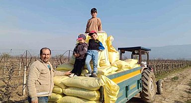 Sarıgöl bağlarında gübreleme çalışmaları başladı
