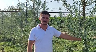 Sarıgöl'de 'bodur' zeytin dönemi