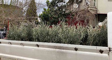 Sarıgöl'de Trilye zeytin fidanına yoğun ilgi