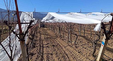 Sarıgöl'de üzüm bağları doluya karşı fileyle korunuyor