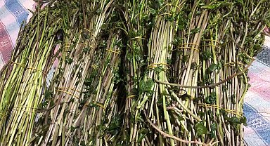 Sarıgöl'de yaban otları paraya dönüştü