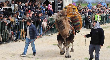 Saruhanlı'da deve güreşlerine binlerce vatandaş akın etti