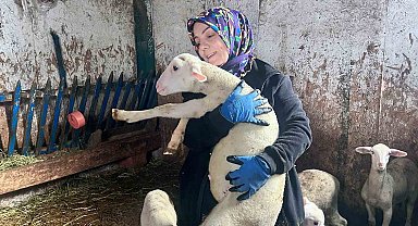 Şehir hayatını bırakıp üretime yöneldi: Kadın girişimci Fransız koyunlarıyla dikkat çekiyor